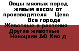 Овцы мясных пород живым весом от производителя. › Цена ­ 110 - Все города Животные и растения » Другие животные   . Ненецкий АО,Кия д.